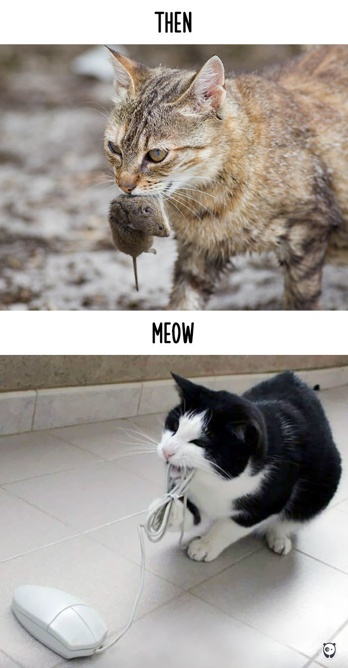 cats-then-now-funny-technology-change-life-19-571621075a8cd__700